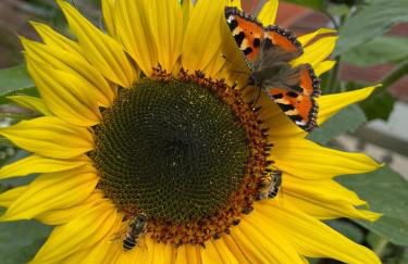 Minsener Warft - Photo 29