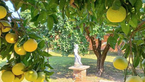 Da Ninnilla Holiday Home Scafati - Foto 4, Garden, Garden view