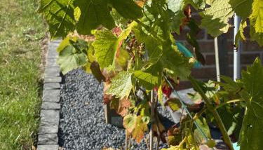 Gästehaus Roggenhorst - aufwändig saniertes Haus, 200 qm Wohnfläche, 3 Bäder - Foto 5, Garden view