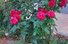 lastva 1&2 - Photo 59