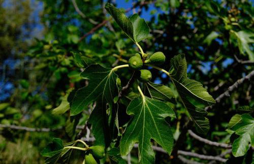 Terre de Lumière - Foto 19