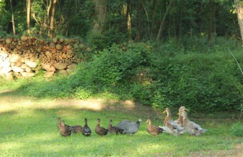 Wohnung für 12 Personen mit 6 Bädern - Photo 16