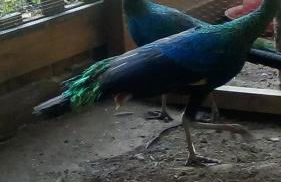 Maison de maître en baie de Somme - Foto 12