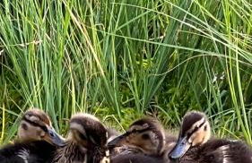 Apartment Schwarzwald-Anni Pool Tennis Sauna - Foto 35