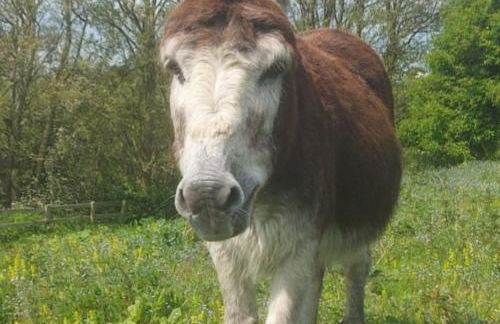 Charming country cottage at a Victorian Station - Foto 12