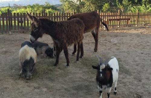 Masia Can Canyes & Spa - Photo 102