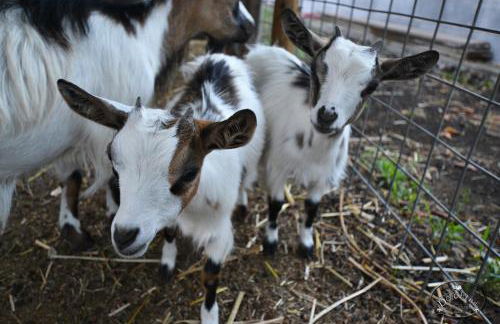 Agriturismo Dolcetna - Foto 29