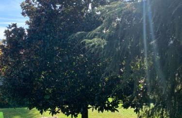 La Magnolia - Foto 22