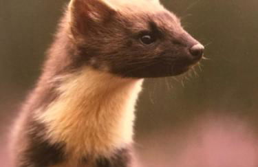 Drumguish Cottage - Foto 31