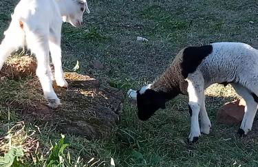 Alojamento Local - Casa Amarela - Foto 30