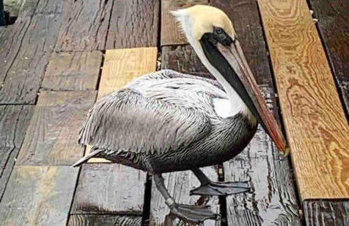 Downtown- Sunshine Cottage and Golf Cart - Foto 36