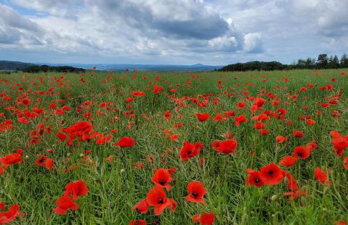Ferienhaus Landhaus Am Hirtzborn - Foto 76