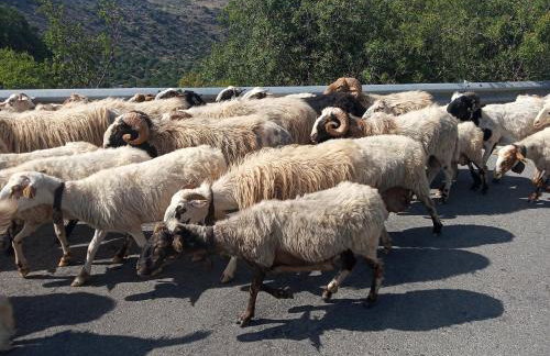 Nektarios Village House - Foto 40