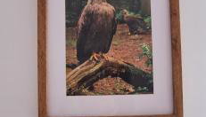 Sielanka Wydmy i Las - Foto 4