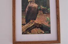 Sielanka Wydmy i Las - Foto 4