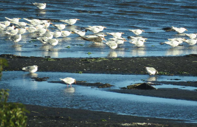 Tour privado pela costa de Gran Concepción - Foto 6