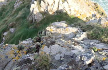 Maison cosy vue mer à Guimaëc - Foto 26