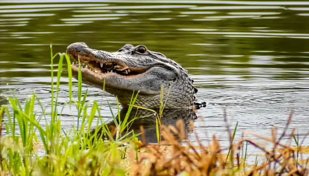 Giro in aeroscafo nella Riserva di Barataria