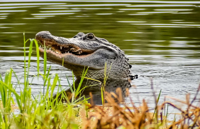 Paseo en aerodeslizador por la Reserva de Barataria - Foto 4