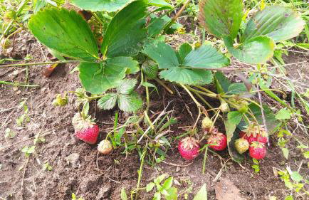 agroturystyka domek na trawie - Foto 80