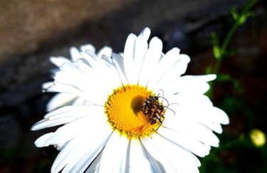 Zgora mora-above the sea-peacefull,family frendly - Foto 37