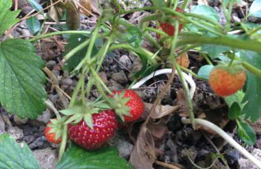 Le Jardin croix Roussien - Foto 35