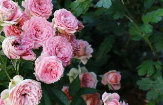 Alkionides Villas - Foto 77