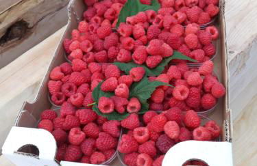 Agriturismo Tenuta Valletti. - Foto 60