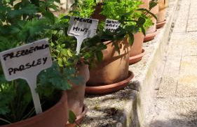 Cortile nel Conero - Foto 13