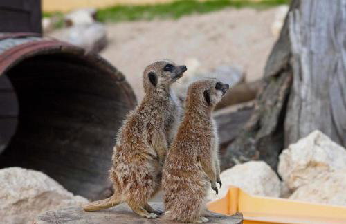 East Chalet At Tapnell Farm - Foto 20