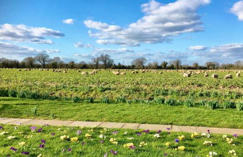 Pheasant Suites - Foto 1