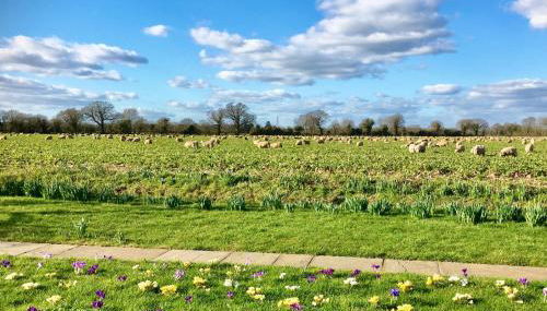 Pheasant Suites - Foto 1