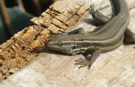 El Tangaro - Foto 45