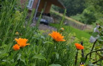 Ferienhaus Hof Papenwohld - Naturpark, Gartensauna - Foto 23