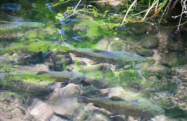 Apartment in Alsace With Nature Retreat - Foto 11