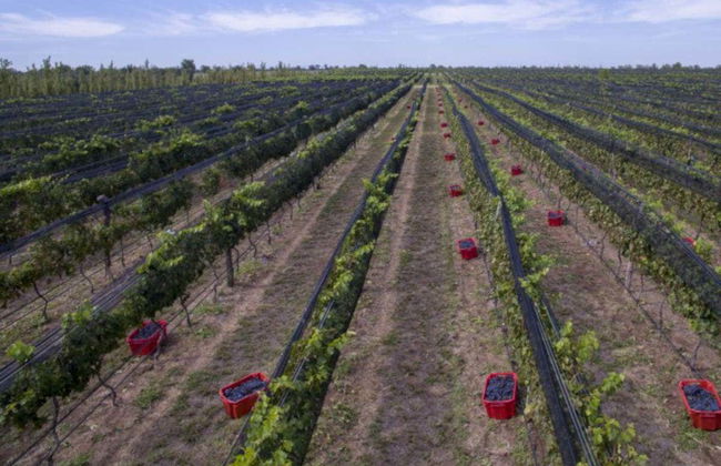 Excursão pelas adegas de Colonia Caroya - Photo 8