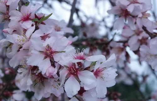 Apartamentos Rurales Ecopangea - Foto 14