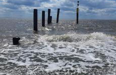 Apart Lachmöwe - Foto 17