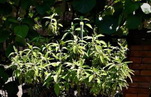 Casa Ginevra - Foto 10