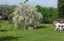 Colle Perazzoni - Foto 58