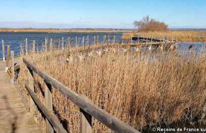 Rêves d'Ô en Camargue, clim réversible, parc naturel - Photo 27