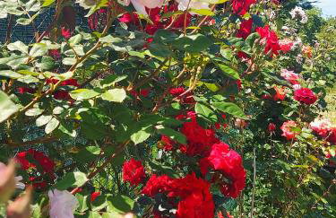 Luxury VILLA LE ROSE - Photo 17