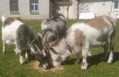 Ostseeblick im Andersenhof - Photo 17