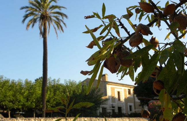 Agroturismo Son Siurana - Photo 59