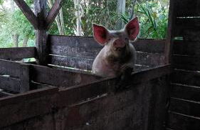 Acomodação do Viveiro Bela Flor - Photo 7