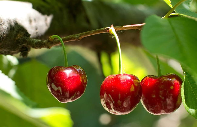Balade en 4x4 dans la vallée du Jerte + Cueillette des cerises - Photo 4