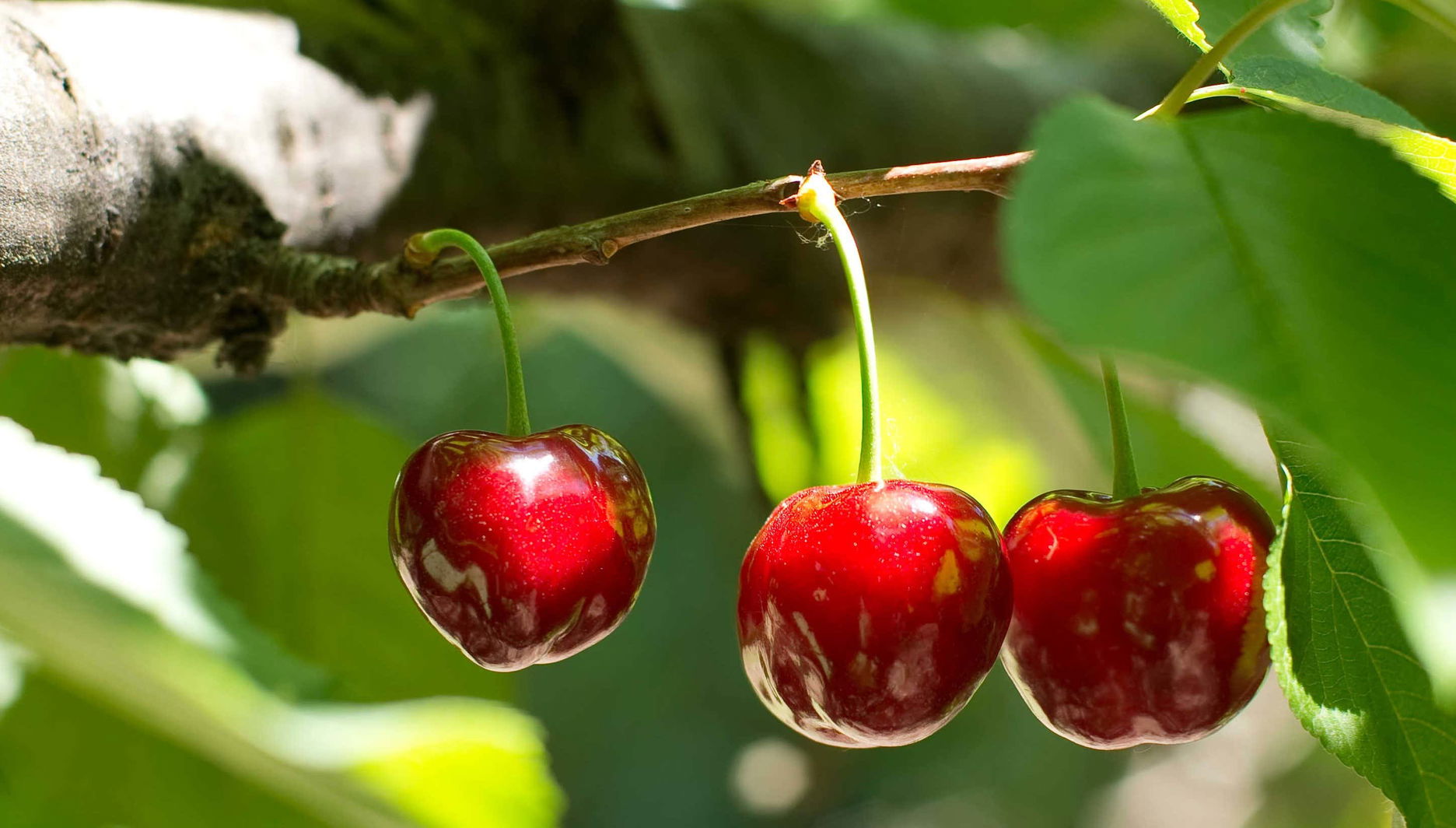 Tour en 4x4 por el Valle del Jerte + Recogida de cerezas - Photo 1