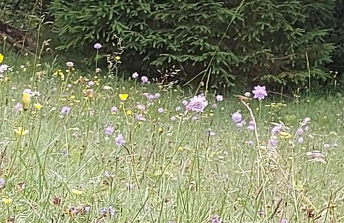 Haus Seidelbast - Foto 22