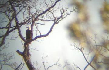 Eagle's Grotto - Quiet 5 Acre Riverside Retreat on Llano River - Foto 34