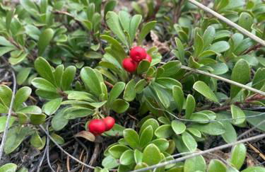 Cozy Cabin - Foto 31